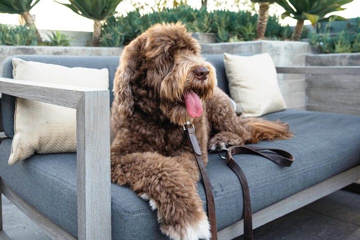 Pet Friendly 91 of 92