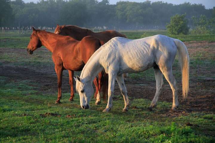 Westgate River Ranch Resort & Rodeo