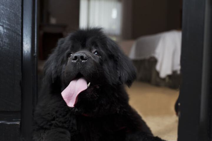 Pet Friendly 96 of 96