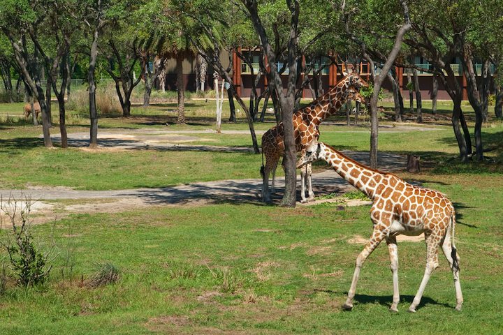 Disneys Animal Kingdom Lodge