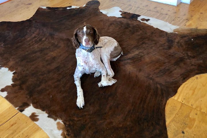 Pet Friendly 39 of 45