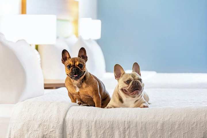Pet Friendly 45 of 45