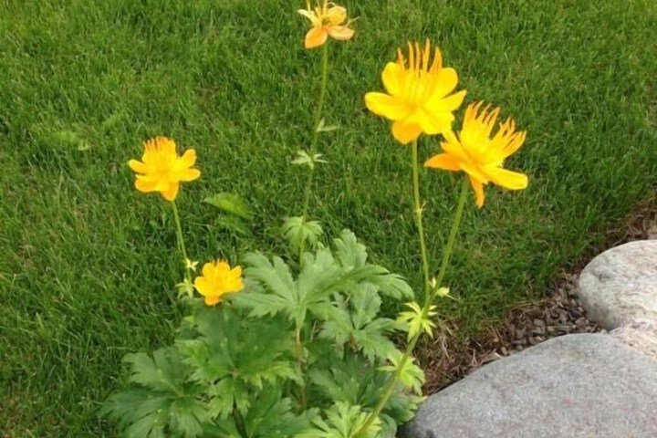 Denali Primrose B & B