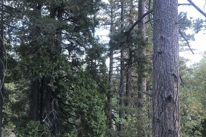 Lake Arrowhead Villas