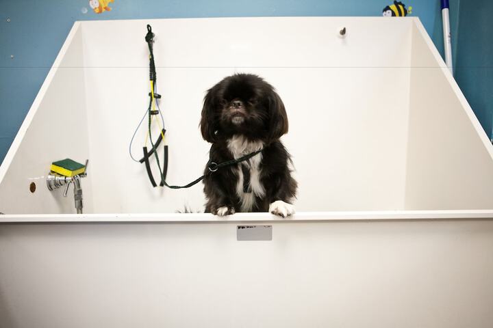Pet Friendly 99 of 106