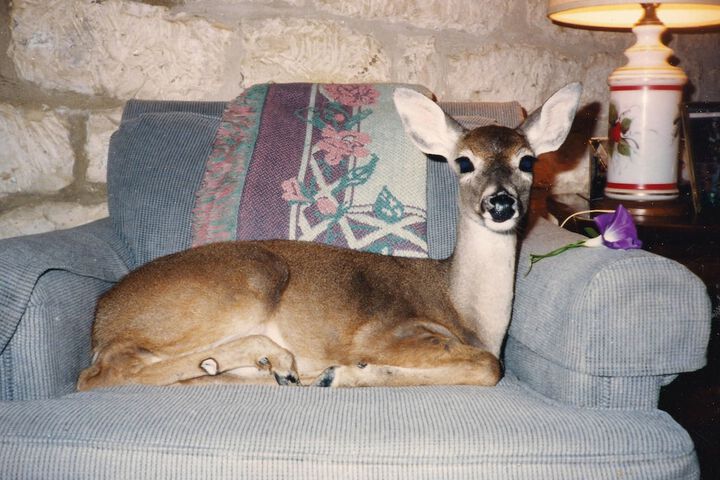 Pet Friendly 55 of 61