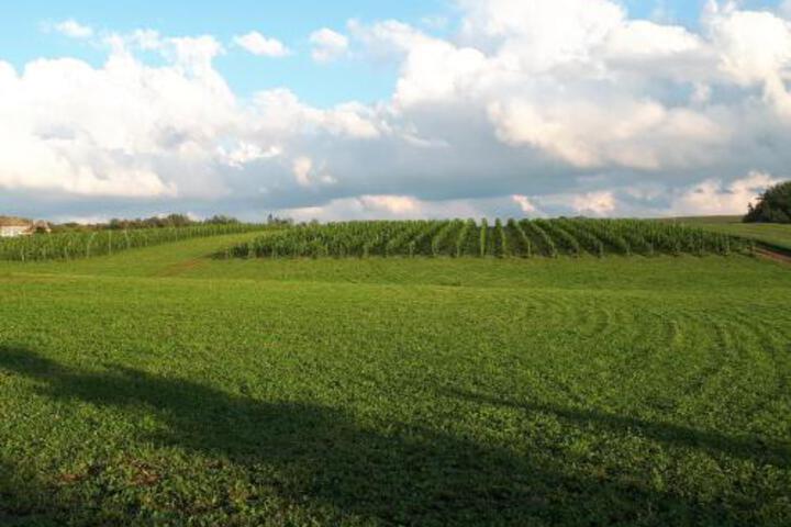 Raven Hill Vineyard
