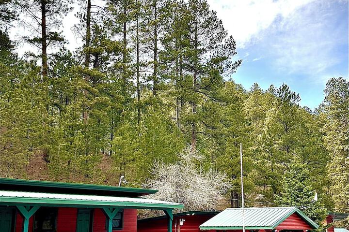 Ponderosa Pines