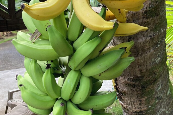 Hilo Bay Oceanfront B & B
