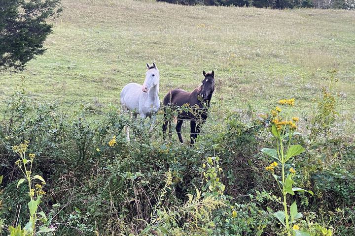 Newly Listed-Private 25-Acre Escape Near Red River Gorge