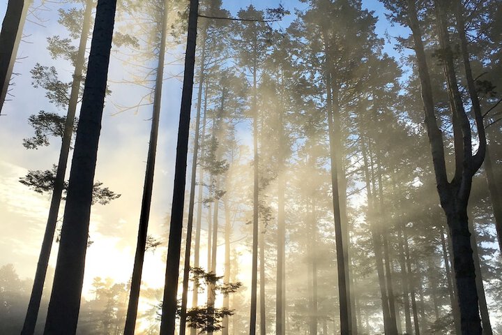 Mendocino Grove