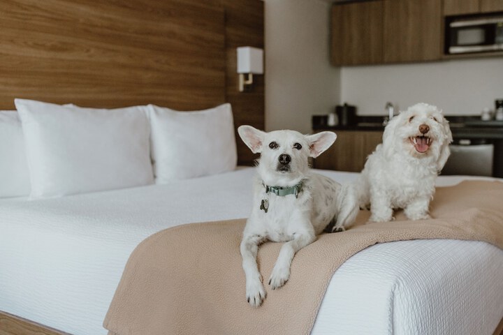 Pet Friendly 152 of 157