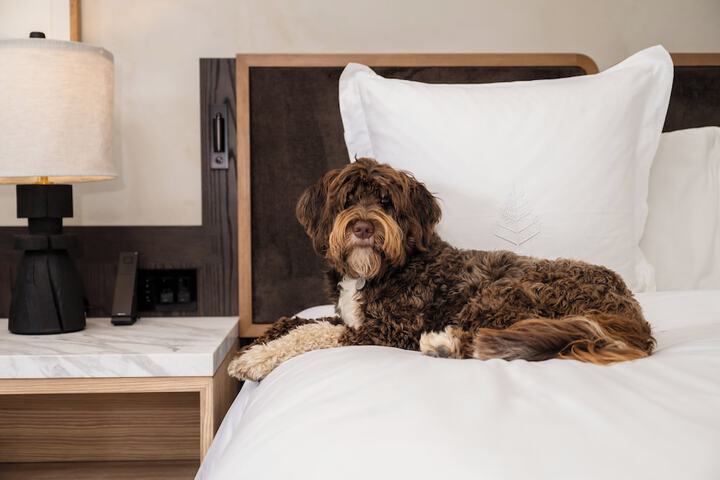 Pet Friendly 312 of 324
