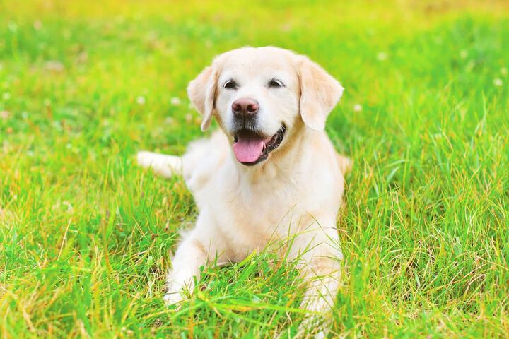 Pet Friendly 17 of 18