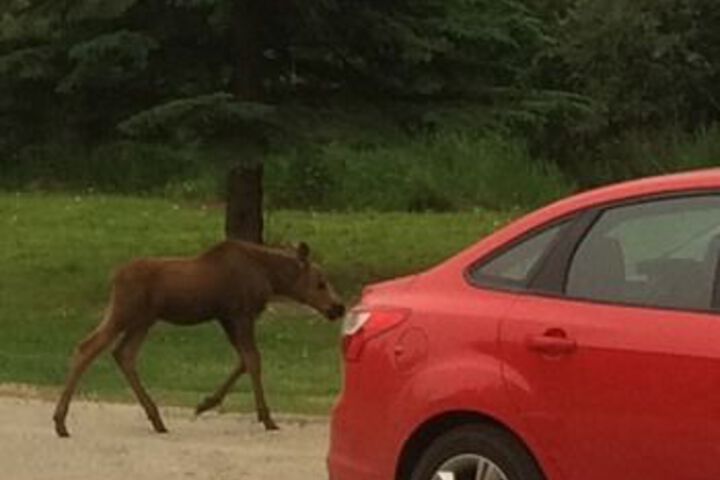 Fairbanks Moose Manor B & B