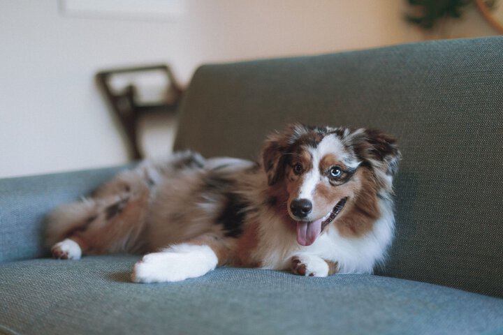 Pet Friendly 147 of 148