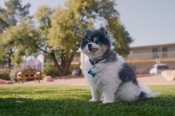 Pet Friendly 57 of 80