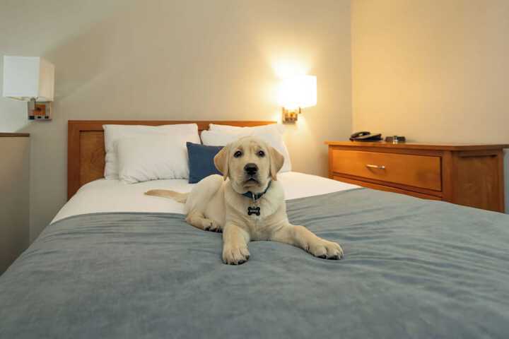 Pet Friendly 52 of 66