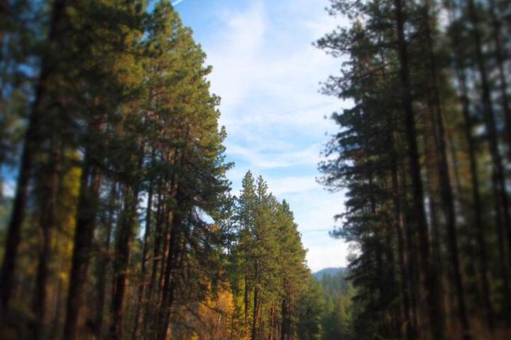 Cold Springs Resort