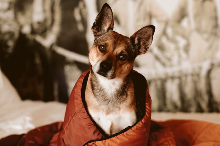 Pet Friendly 85 of 88