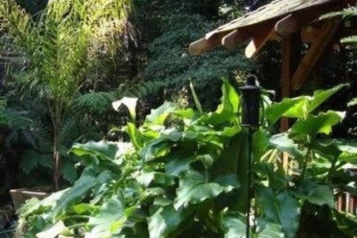 Daisys Guest House