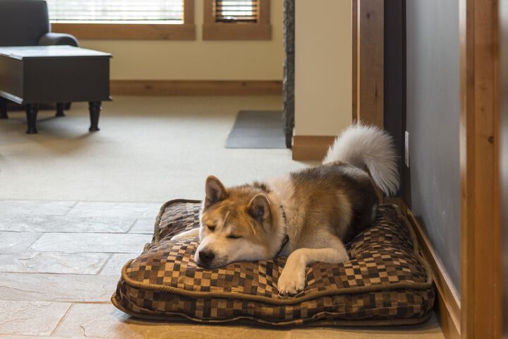 Pet Friendly 73 of 78