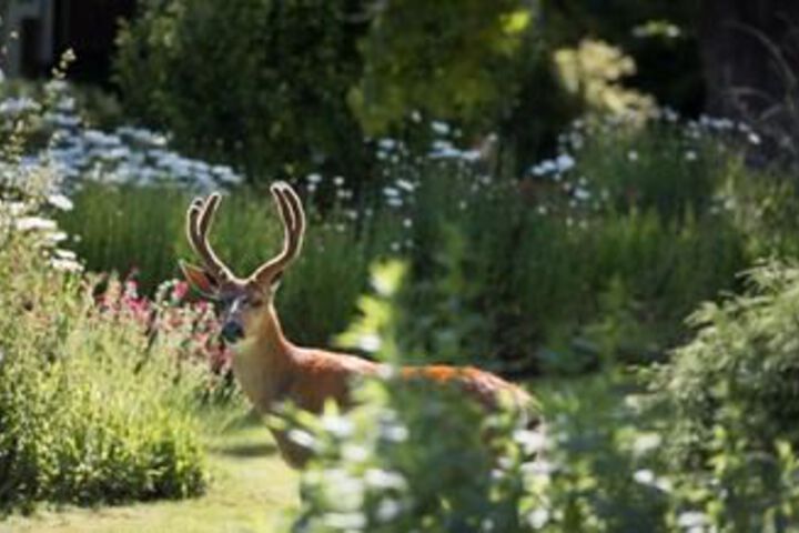 Oak Bay Guest House Bed & Breakfast