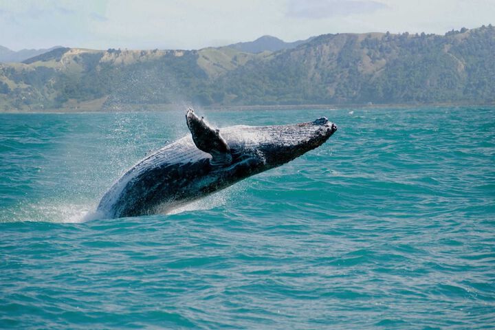 Leale'a by Avantstay Ocean + Mountain Views!