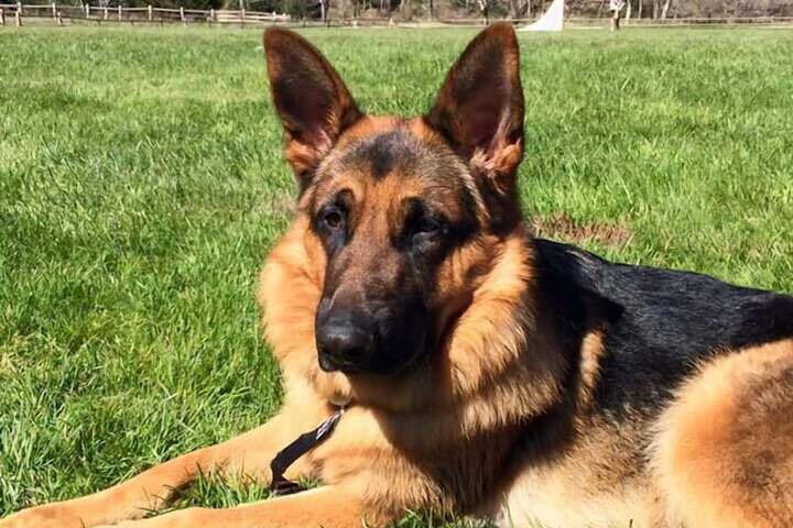 Pet Friendly 188 of 191