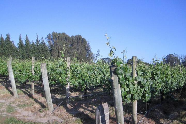 Pearlessence Vineyard Inn