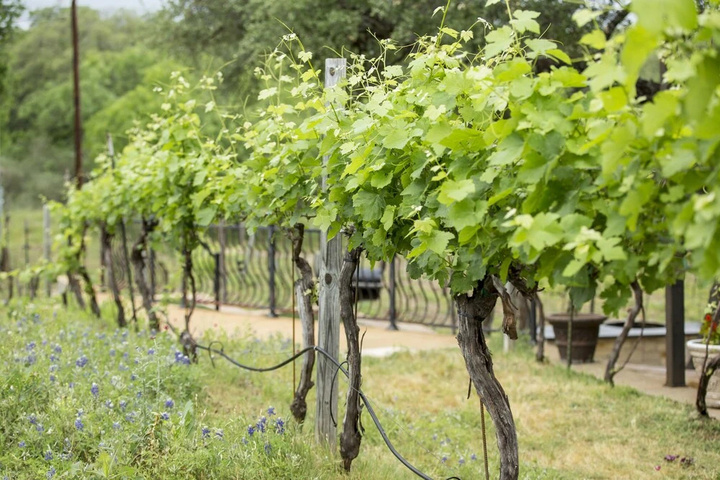 The Vineyard B & B at Lost Creek Ranch