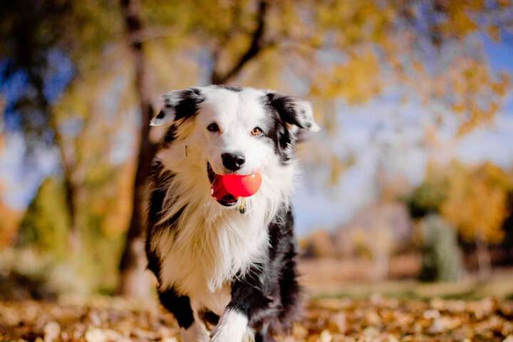 Pet Friendly 43 of 43