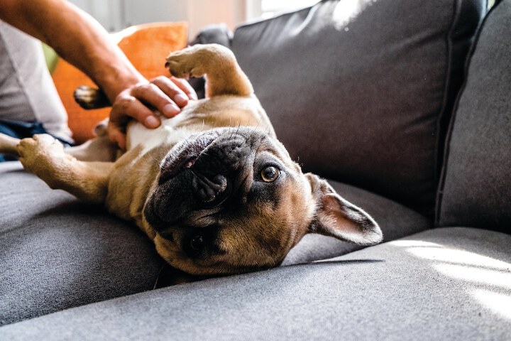 Pet Friendly 42 of 42