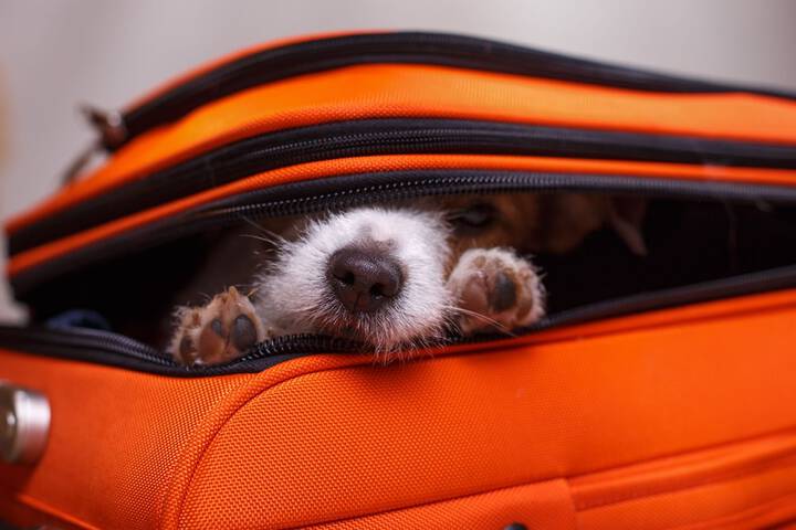 Pet Friendly 35 of 38