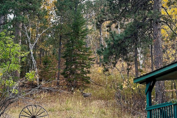 Ponderosa Pines