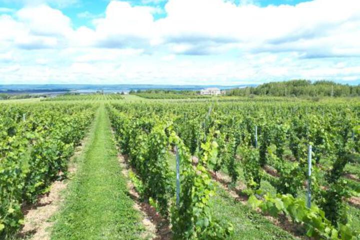Raven Hill Vineyard