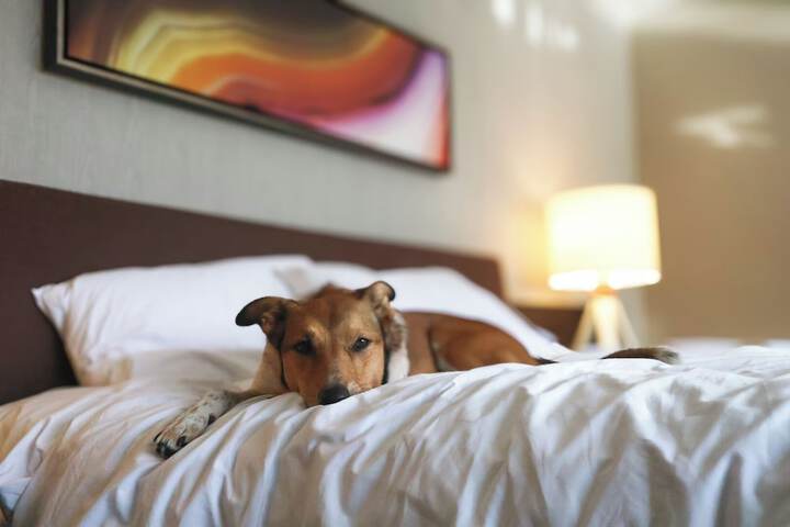 Pet Friendly 62 of 67