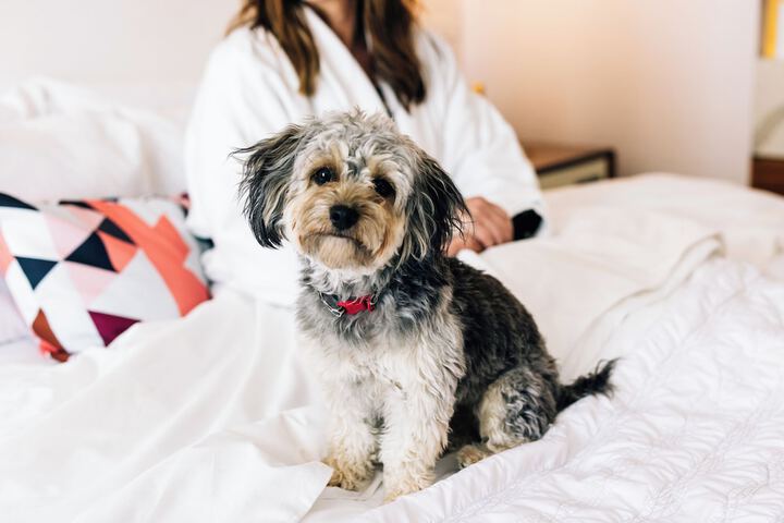Pet Friendly 94 of 98