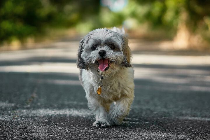 Pet Friendly 96 of 102