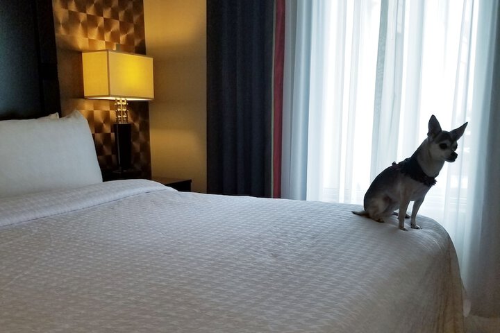 Pet Friendly 51 of 52