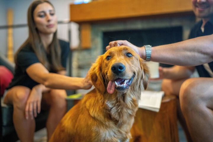 Pet Friendly 54 of 66
