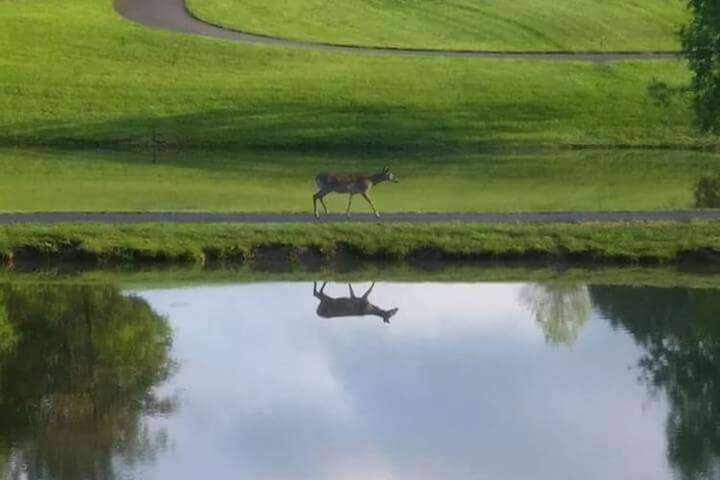 Golf 15 of 16