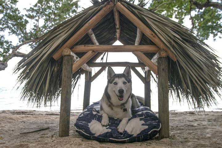 Pet Friendly 84 of 88