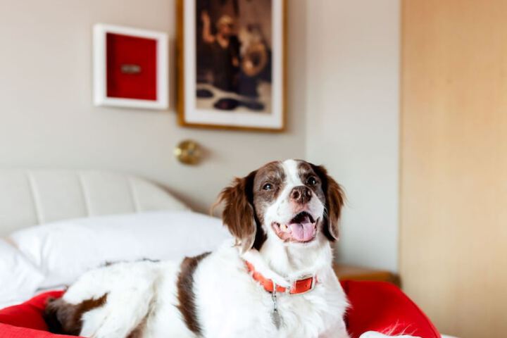 Pet Friendly 88 of 92