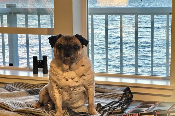 Pet Friendly 137 of 138