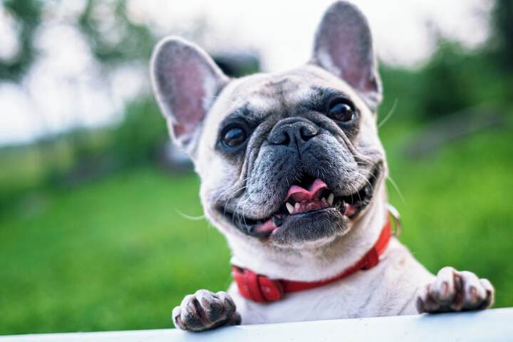 Pet Friendly 58 of 58