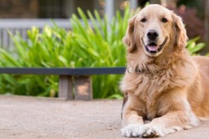 Pet Friendly 66 of 68