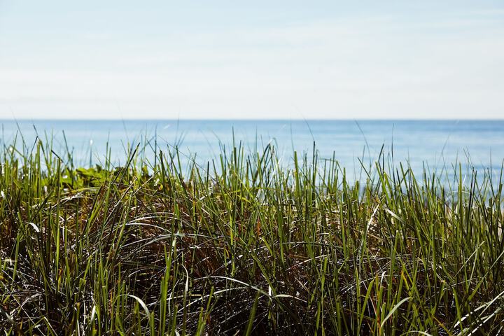 Marram