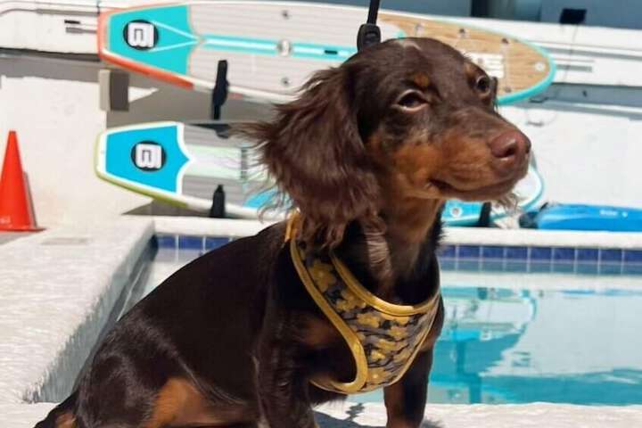 Pet Friendly 56 of 61