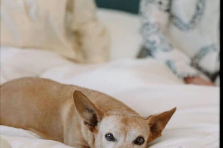 Pet Friendly 122 of 124